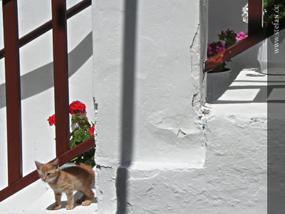 Katze auf Samos